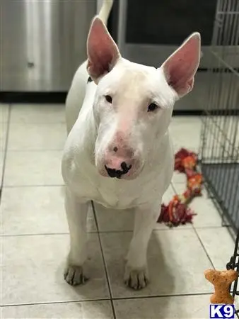 Bull Terrier stud dog