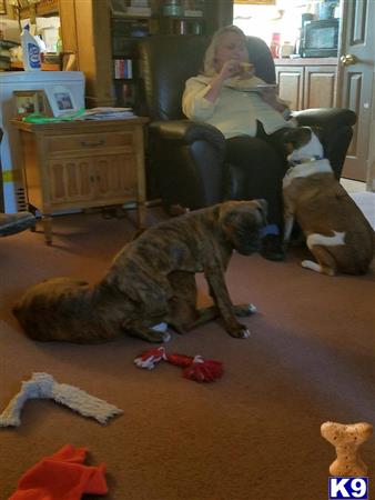 a person sitting in a chair with boxer dogs around the
