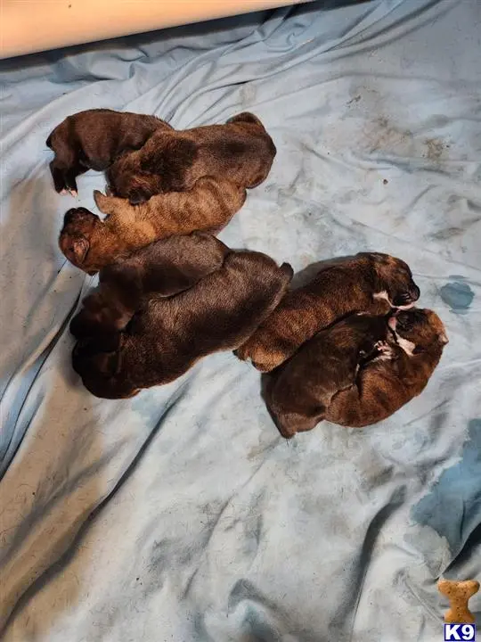 Boxer puppy for sale