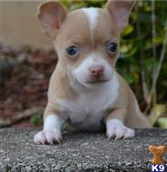 chihuahua puppy posted by sandyjane059