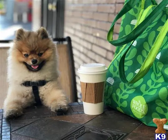 Pomeranian stud dog