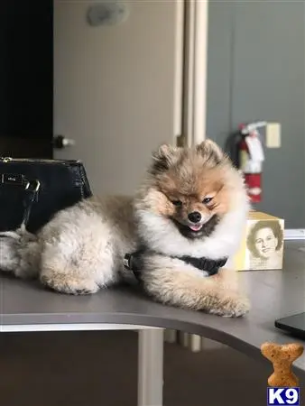 Pomeranian stud dog