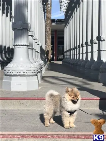 Pomeranian stud dog