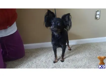 a russkiy toy terrier dog wearing a hat