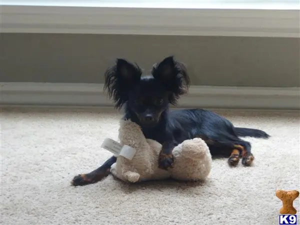 Russkiy Toy Terrier stud dog