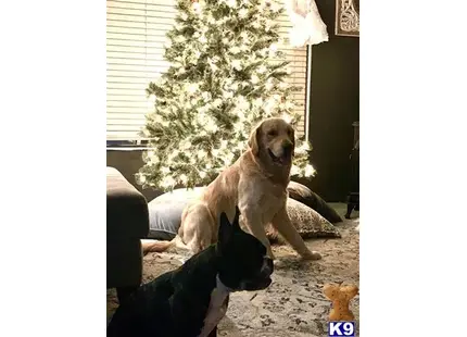a couple of golden retriever dogs lying on the ground by a tree