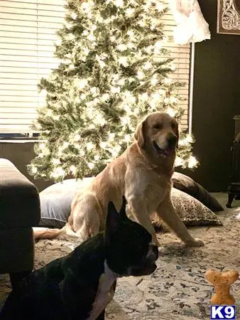 Golden Retriever stud dog