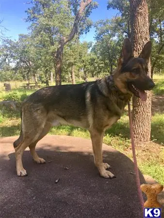 German Shepherd stud dog