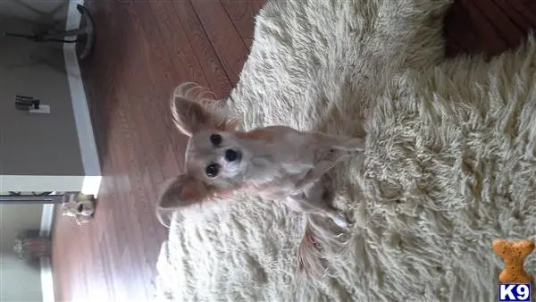 Chihuahua female dog