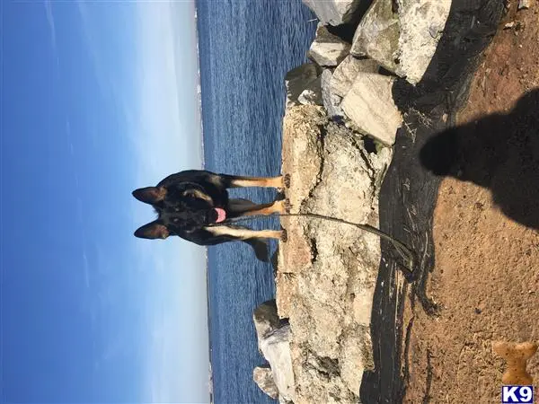 German Shepherd stud dog