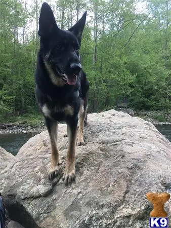 German Shepherd stud dog