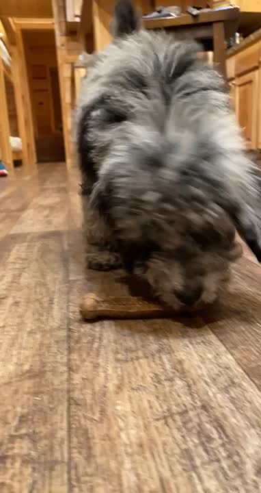 Poodle stud dog: Error: Operation returned an invalid status code BadRequest<br/>Stack Trace:    at Microsoft.Azure.CognitiveServices.Vision.ComputerVision.ComputerVisionClient.<DescribeImageInStreamWithHttpMessagesAsync>d__41.MoveNext()
--- End of stack t