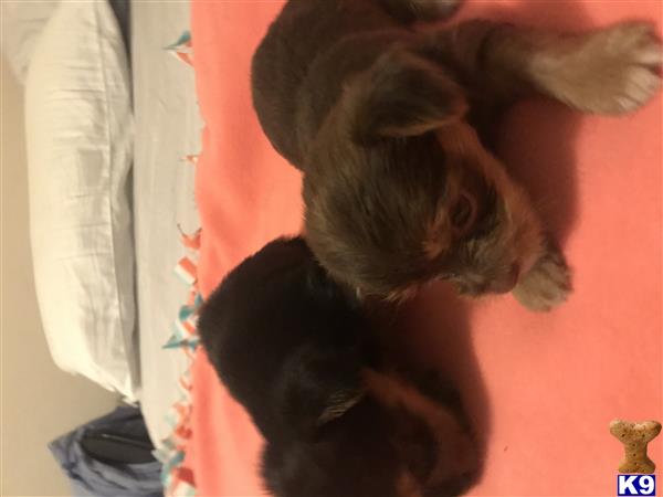 Yorkshire Terrier puppy for sale