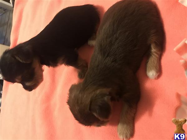 Yorkshire Terrier puppy for sale