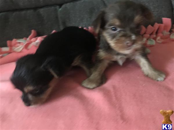 Yorkshire Terrier puppy for sale