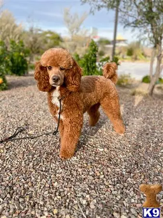 Poodle stud dog