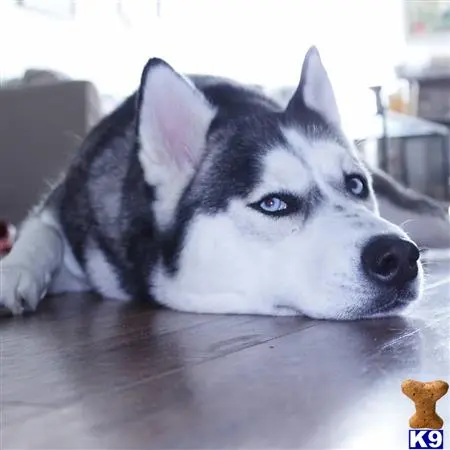 Siberian Husky female dog