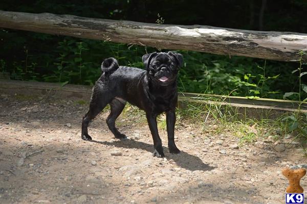 a pug dog running on dirt