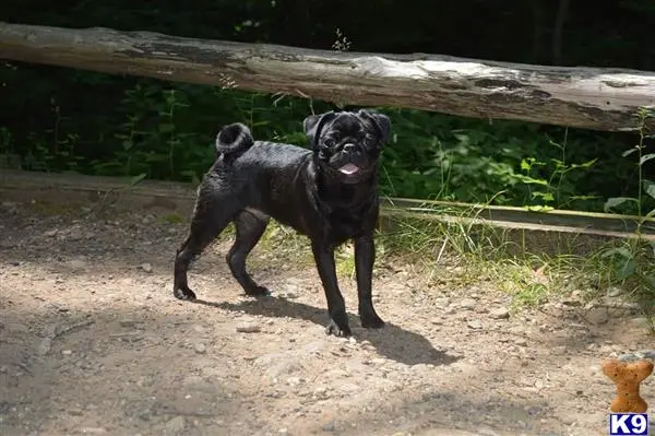 Pug stud dog