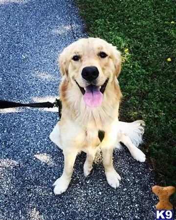 Golden Retriever stud dog