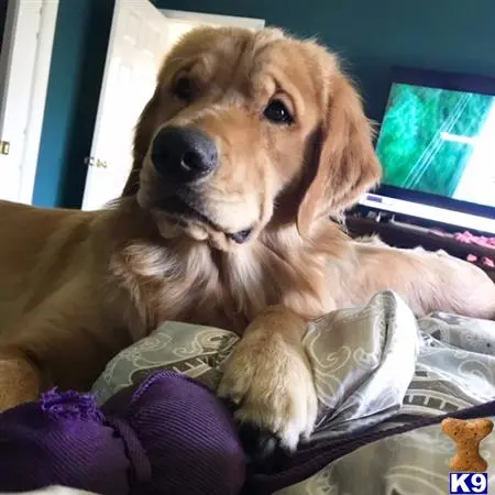 Golden Retriever stud dog