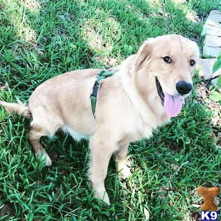 Golden Retriever stud dog