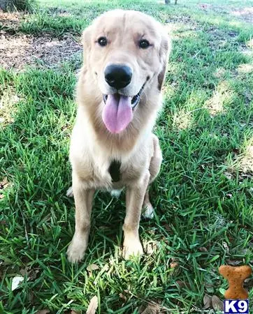 Golden Retriever stud dog