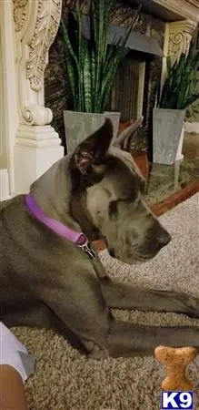 Great Dane female dog