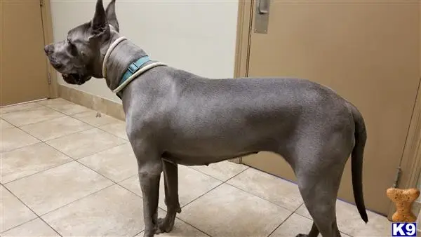 Great Dane female dog