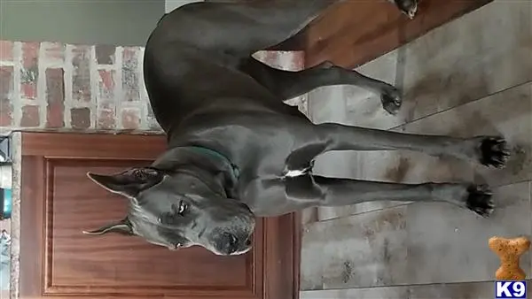 Great Dane female dog