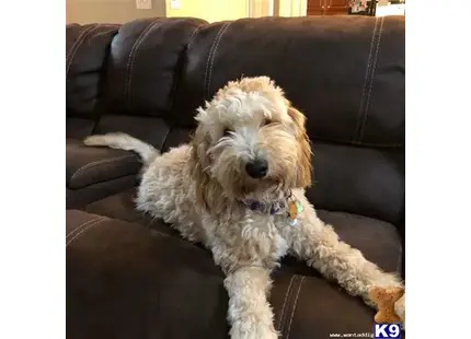 Goldendoodles