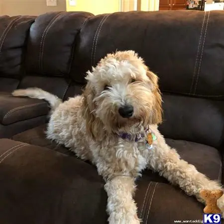 Goldendoodles female dog