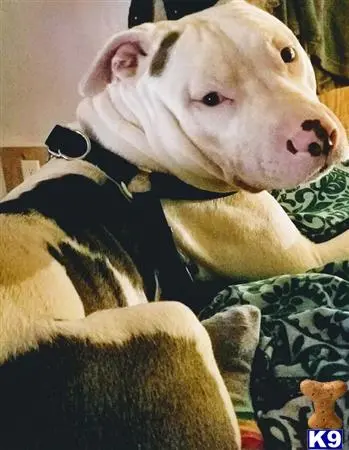 American Pit Bull stud dog