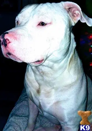 American Pit Bull stud dog