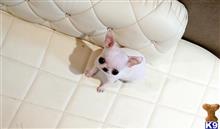 chihuahua puppy posted by sarralee