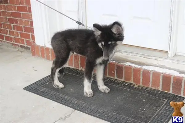 Wolf Dog puppy for sale