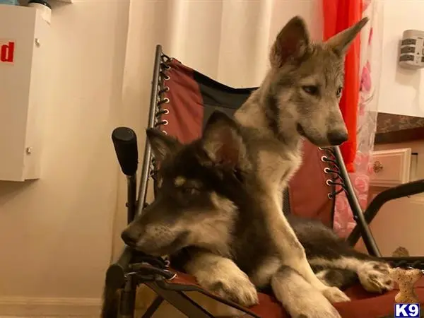 Wolf Dog puppy for sale