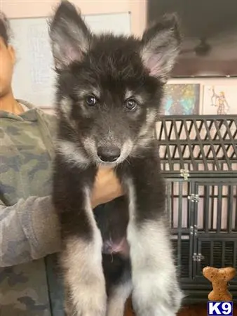 Wolf Dog puppy for sale