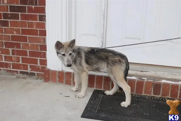 Wolf Dog puppy for sale