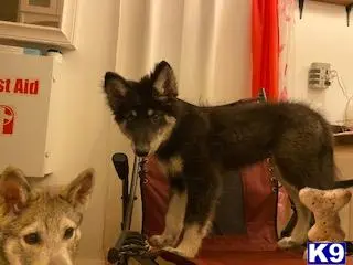 Wolf Dog puppy for sale