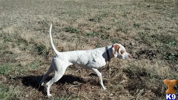 Pointer stud dog