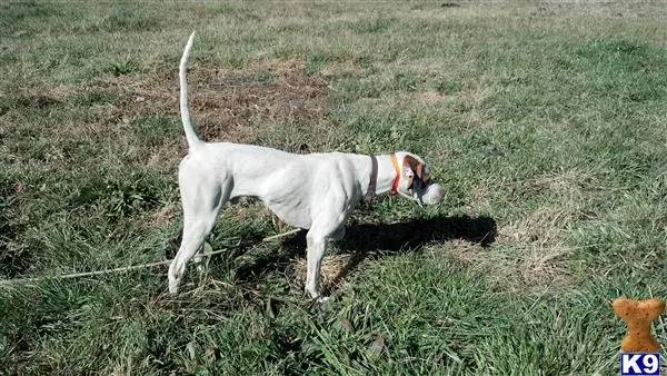 Pointer stud dog