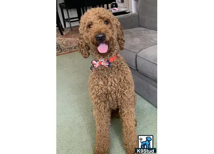 a poodle dog standing on a carpet