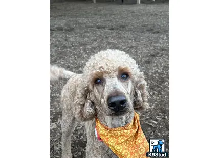 a poodle dog wearing a yellow shirt