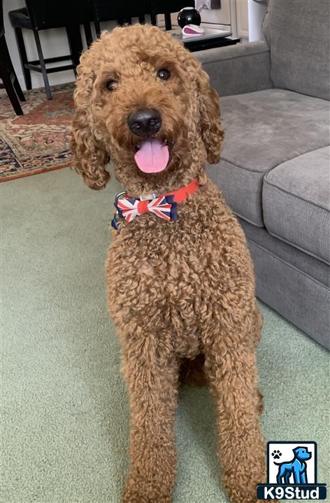 a poodle dog standing on a carpet