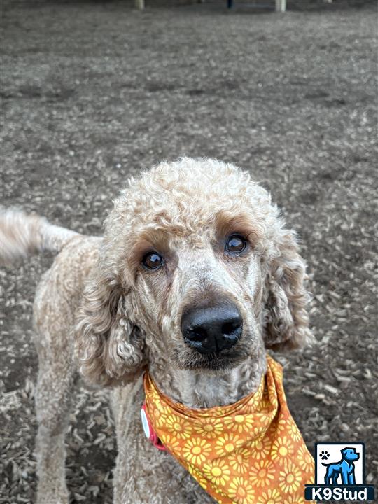 a poodle dog wearing a yellow shirt
