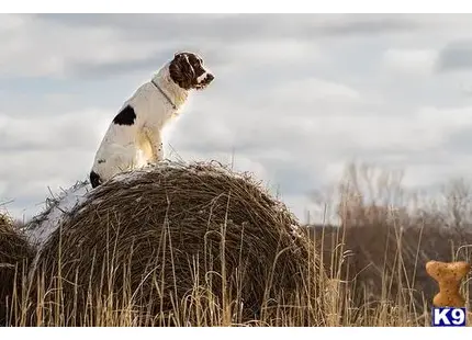 English Springer Spaniel stud dog: a english springer spaniel dog standing on a bale of hay