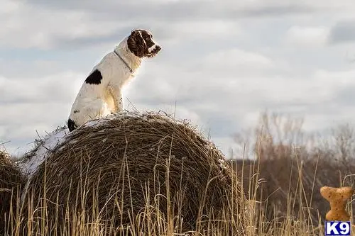 English Springer Spaniel stud dog: a english springer spaniel dog standing on a bale of hay