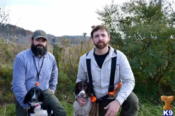 English Springer Spaniel stud dog: two men with english springer spaniel dogs