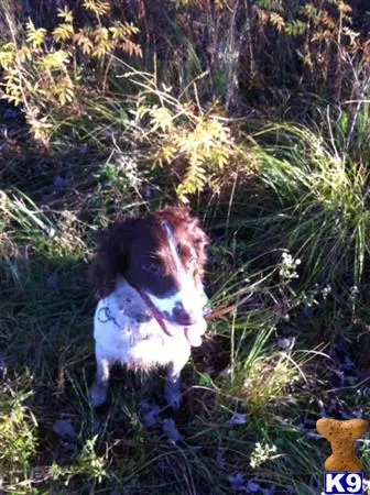 English Springer Spaniel stud dog: a english springer spaniel dog standing in a grassy area